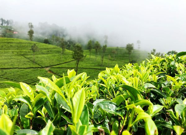 Tea Country