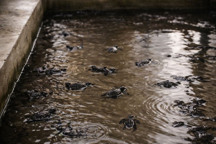Baby turtles at a hatchery near Bentota