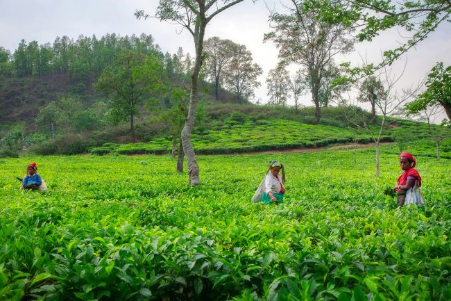 Tea plantation near Kandy with green hills