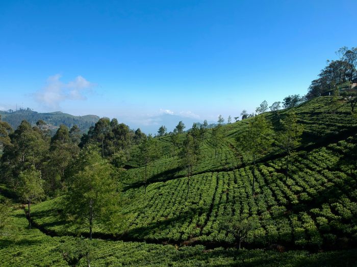 Tea plantations in Nuwara Eliya with rolling green hills