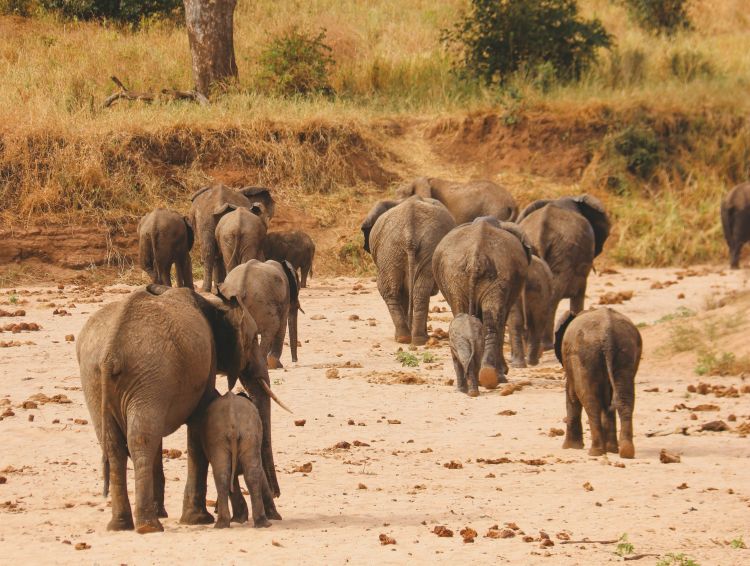 Wild elephants in Minneriya National Park Sri Lanka